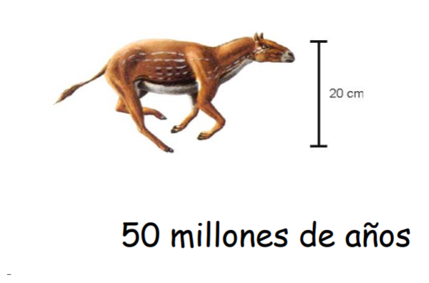 Eohippus, origen del caballo