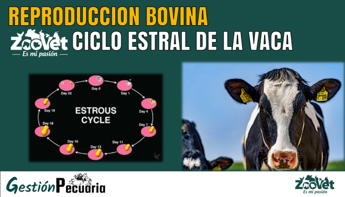 El ciclo estral de la vaca