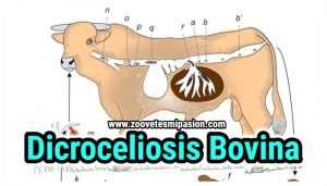 Lee más sobre el artículo Dicroceliosis Bovina