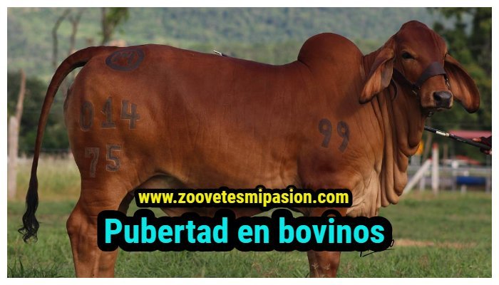 Pubertad en bovinos machos y hembras