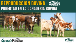 Pubertad en la Ganadería Bovina: Conozca cuándo se presenta y sus ...