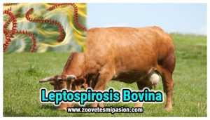 Leptospirosis Bovina