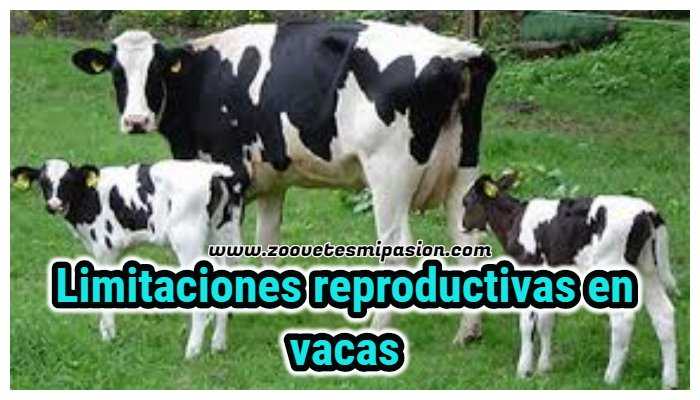 Lee más sobre el artículo Limitaciones reproductivas en vacas