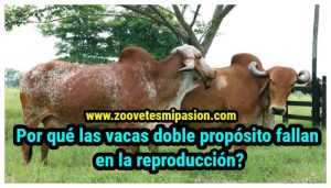 Por qué las vacas doble propósito fallan en la reproducción