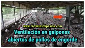 Ventilación en galpones abiertos de pollos de engorde