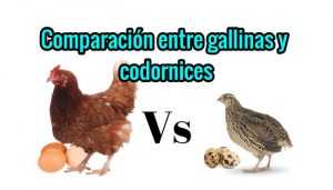 Comparación entre gallinas y codornices