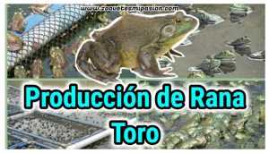 Producción de rana toro
