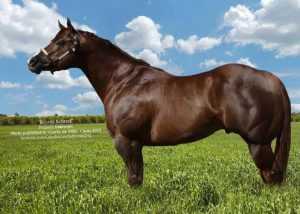 ▷ Raza de Caballo Cuarto de Milla ◁【Informacion completa】✓ ▷ Raza de Caballo Cuarto de Milla ◁【Informacion completa】✓