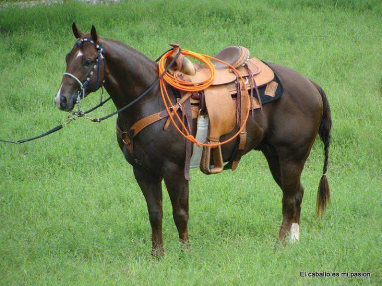 Raza de Caballo Cuarto de Milla 【Informacion completa】