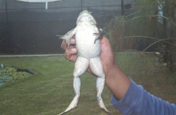 Rana toro hembra