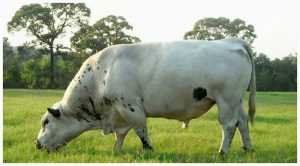 Raza bovina blanco orejinegro,  Ganado blanco orejinegro, vacas  blanco orejinegro