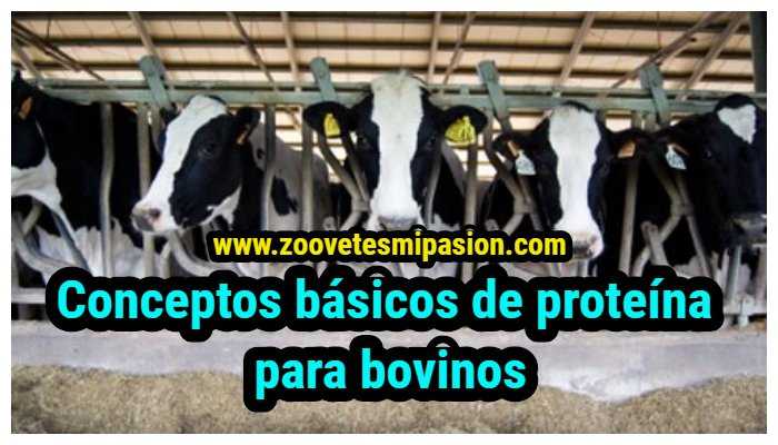Conceptos básicos de proteína para bovinos