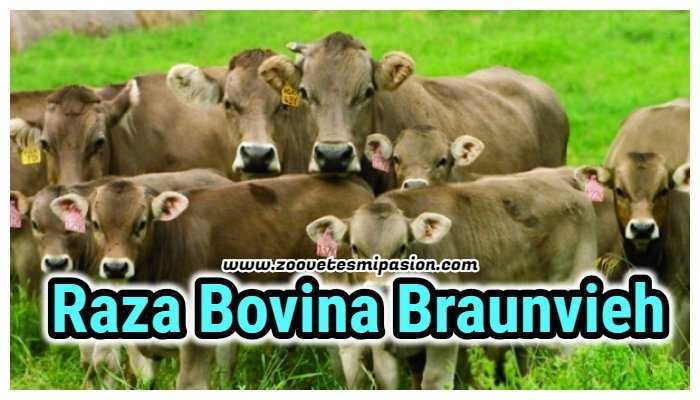Raza de ganado lechero Braunvieh