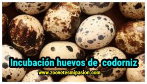 Incubación huevos de codorniz