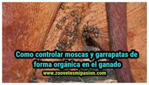 Controla moscas y garrapatas de forma orgánica en ganadería