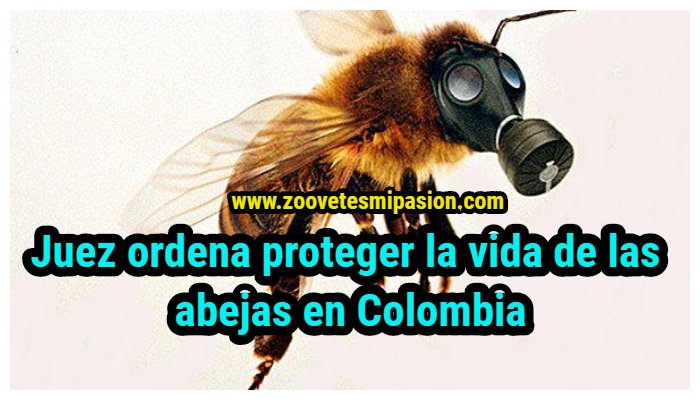 Lee más sobre el artículo Juez ordena proteger la vida de las abejas en Colombia