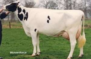 Raza de ganado Holstein blanco