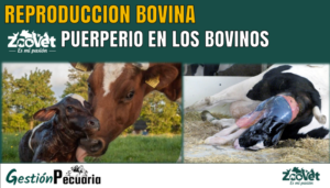 Puerperio en los bovinos