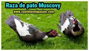 Raza de pato Muscovy