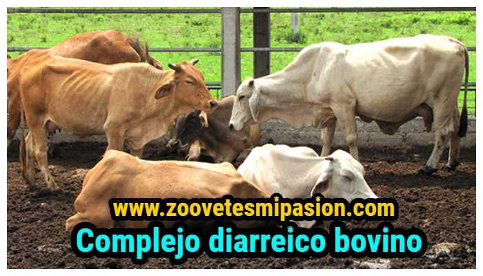 Lee más sobre el artículo Complejo diarreico bovino