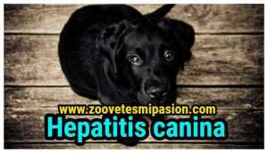 Lee más sobre el artículo Hepatitis en caninos