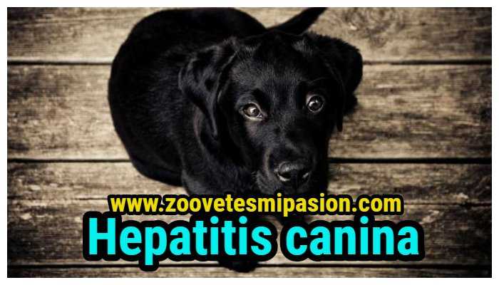 Hepatitis en caninos