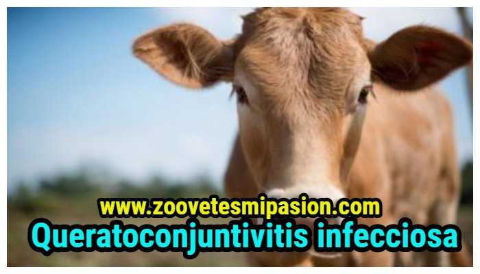 Queratoconjuntivitis infecciosa bovina