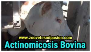 Lee más sobre el artículo Actinomicosis en bovinos