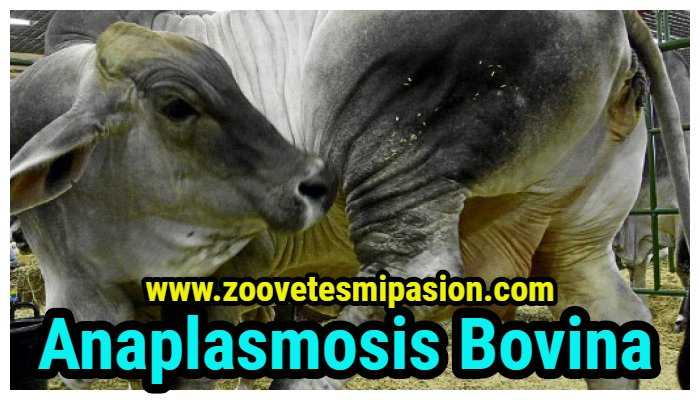 anaplasmosis del ganado