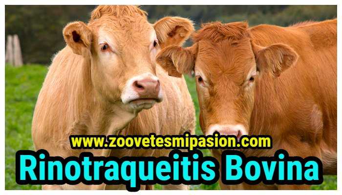 Lee más sobre el artículo Rinotraqueítis infecciosa bovina