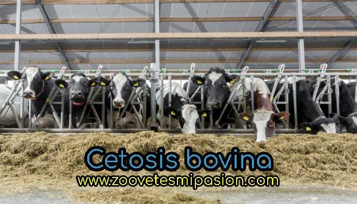 Cetosis bovina