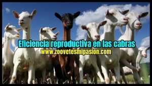 Eficiencia reproductiva en las cabras