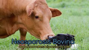 Neosporosis Bovina