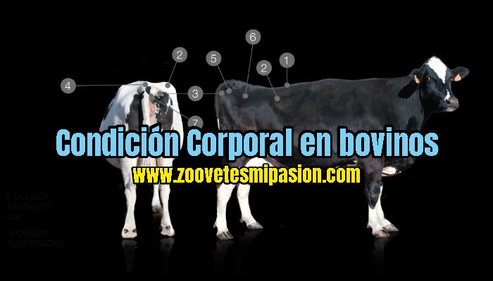 Condición Corporal en bovinos