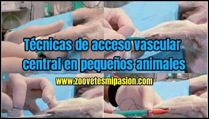 Técnicas de acceso vascular central en pequeños animales(1)-min