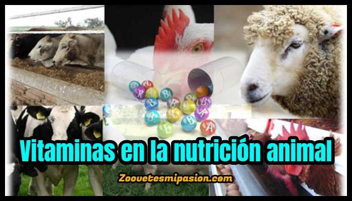 ✓ Vitaminas en la nutrición animal; Funciones y signos de deficiencia