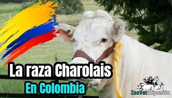 La raza Charolais en Colombia
