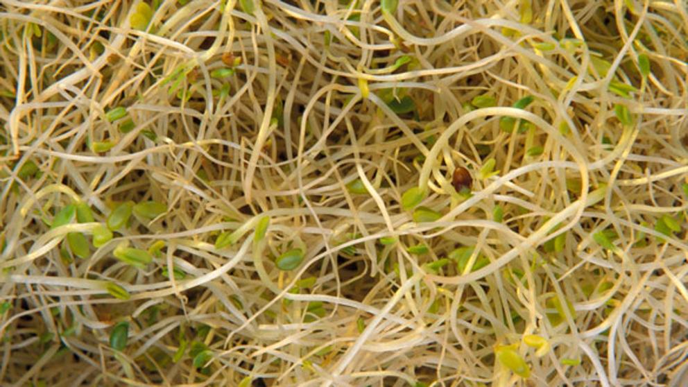 Germinado de Cebada para la Alimentación de Caballos