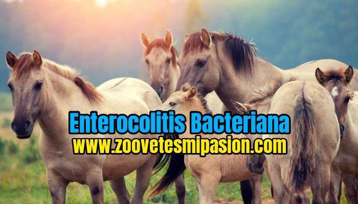 Enterocolitis Bacteriana