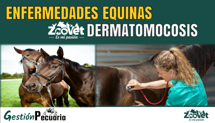 Dermatomocosis Equina