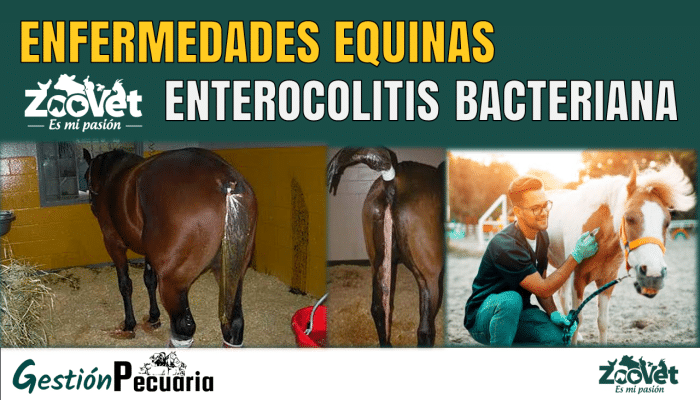 Enterocolitis Bacteriana Equina