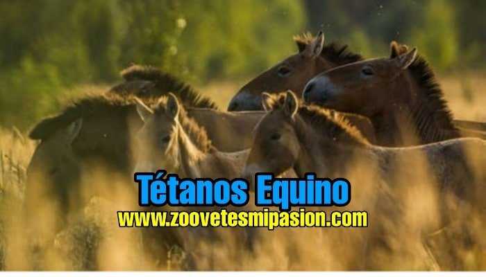 Tétanos Equino