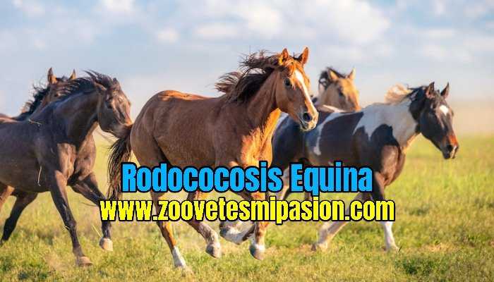 Rodococosis Equina