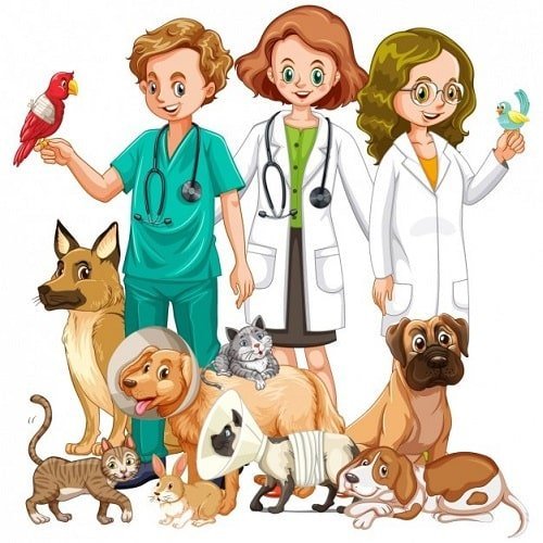 Funciones del médico veterinario