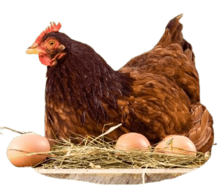 consejos basicos para criar gallinas ponedoras