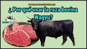 ¿ Por qué usar la raza bovina Wagyu?