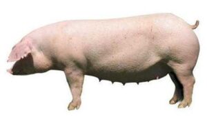 Cerdos reproductores Landrace