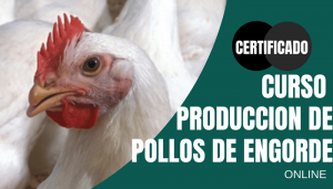 Curso producción de pollos de engorde