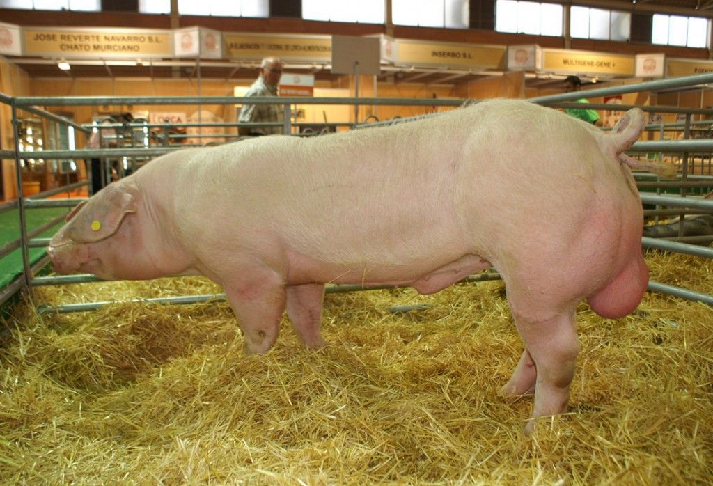 Raza de Cerdo Landrace Belga