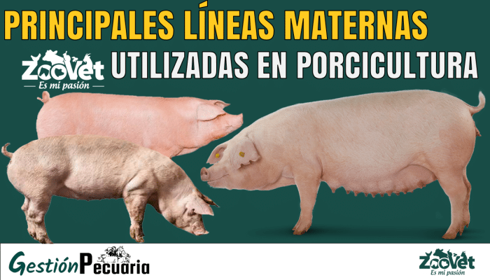 principales lineas maternas utilizadas en Porcicultura